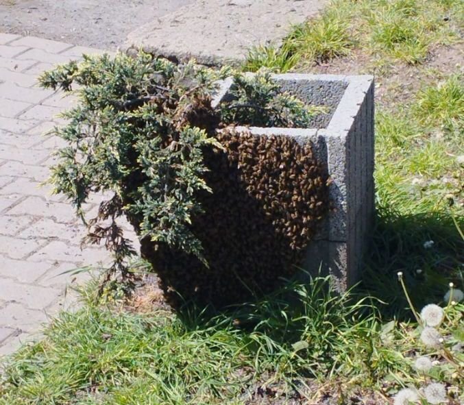 straznik-usuna-roj-z-kwietnika-124254