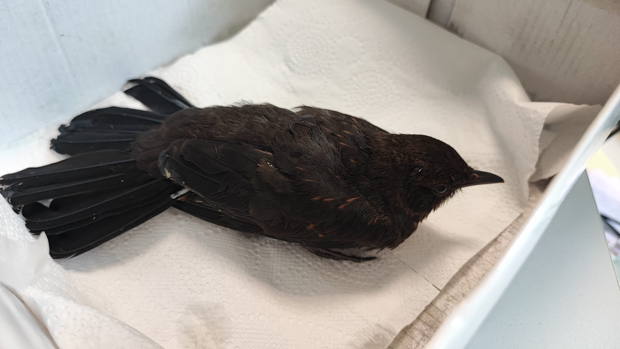urzednicy-pomogli-modemu-kosowi-125685