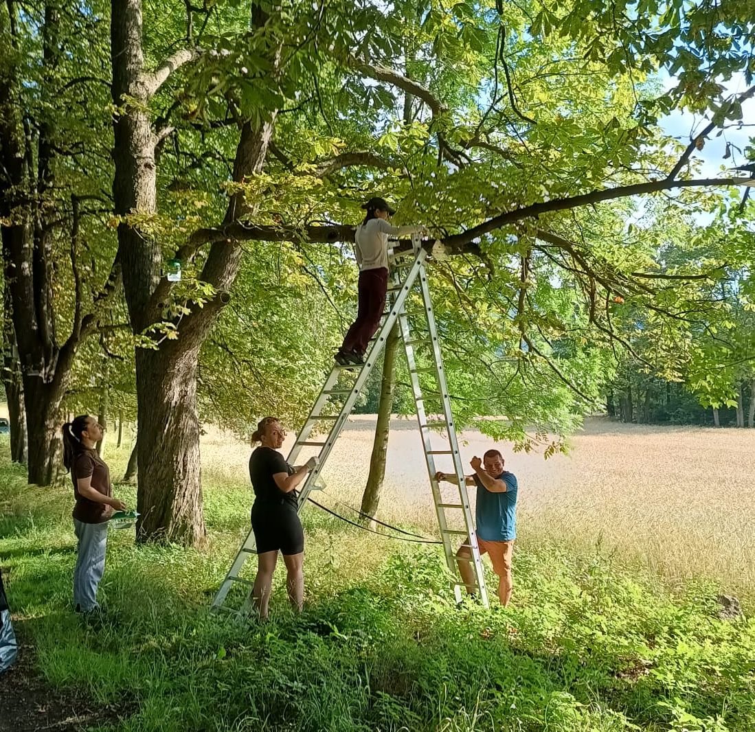 na-ratunek-kasztanowcom-125915