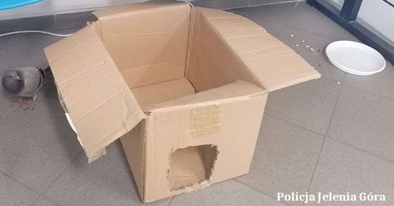 policjanci-pomogli-rannemu-goebiowi-126222