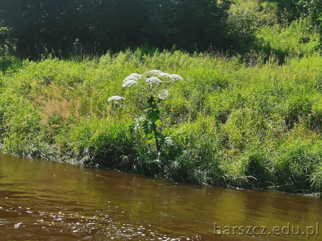 grozna-roslina-w-jeleniej-gorze-126481