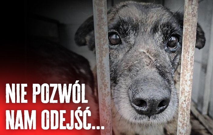 ochrona-zwierzat-w-szklarskiej-porebie-127074