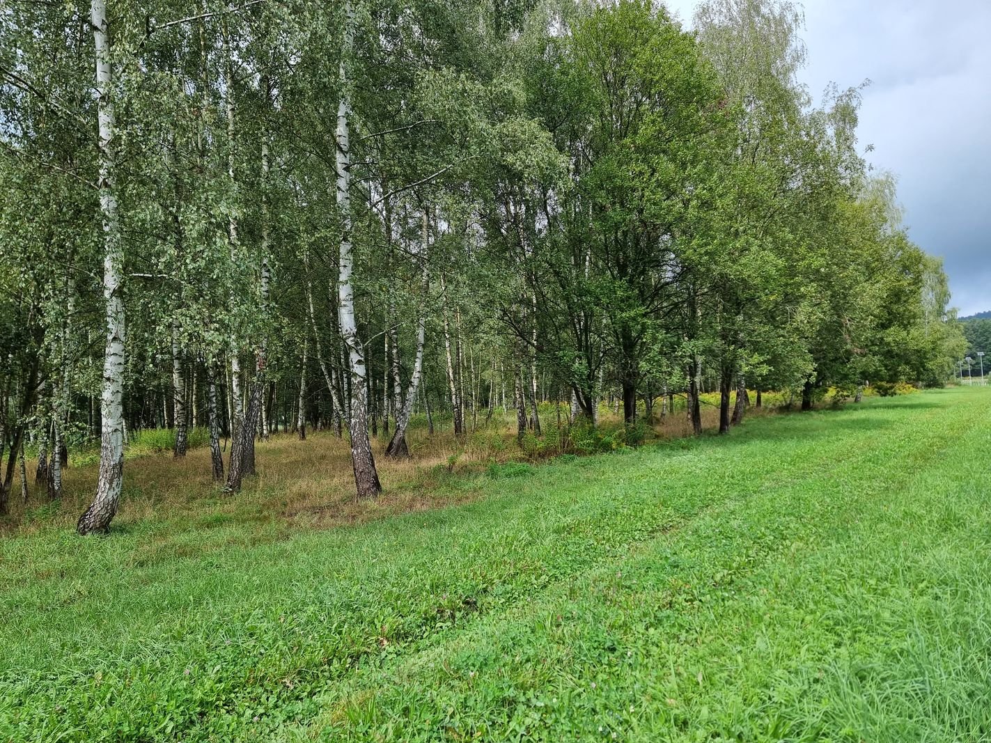 przetarg-na-brzozowy-zakatek-127159