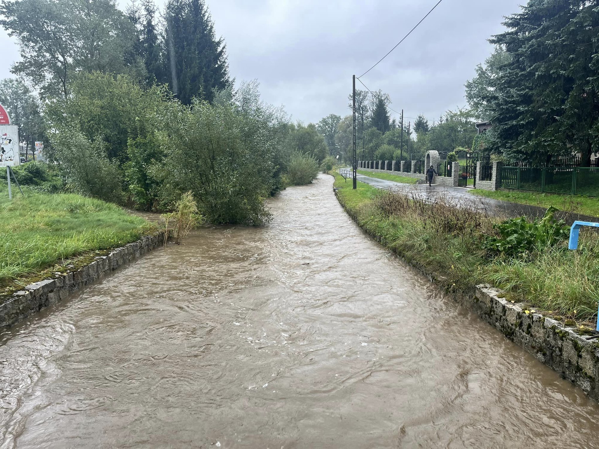 radomierka-zagraza-maciejowej-127237