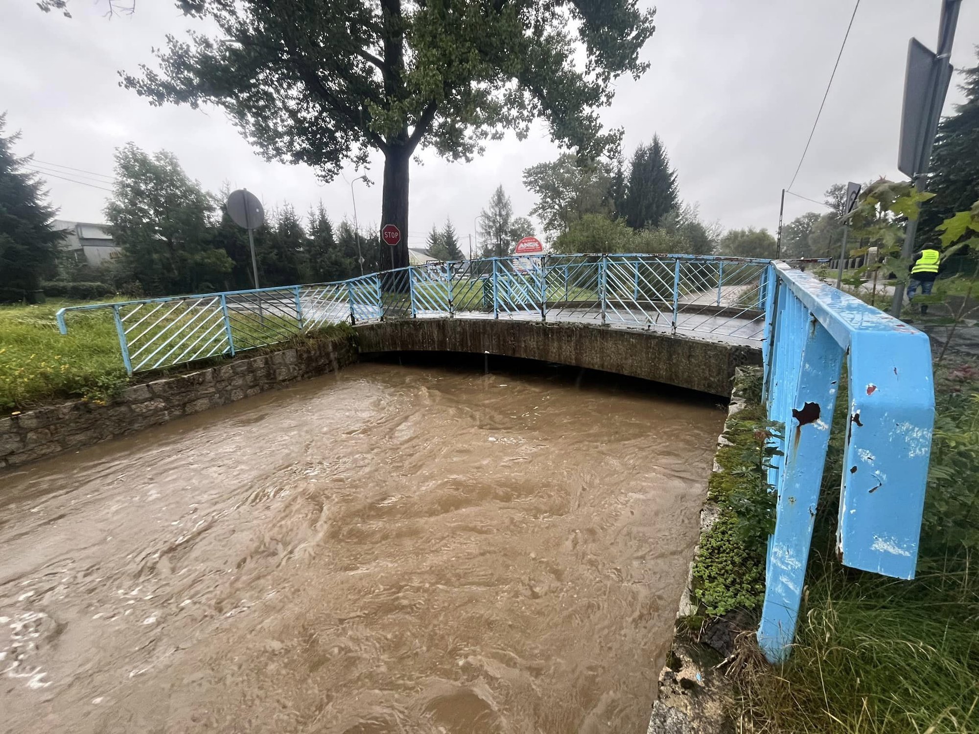 radomierka-zagraza-maciejowej-127237