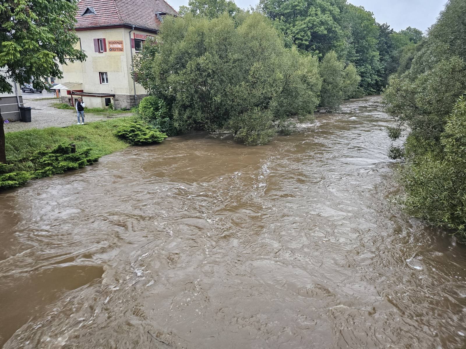 bobr-coraz-bardziej-przybiera-127292