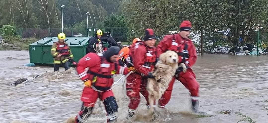 OTOZ Animals