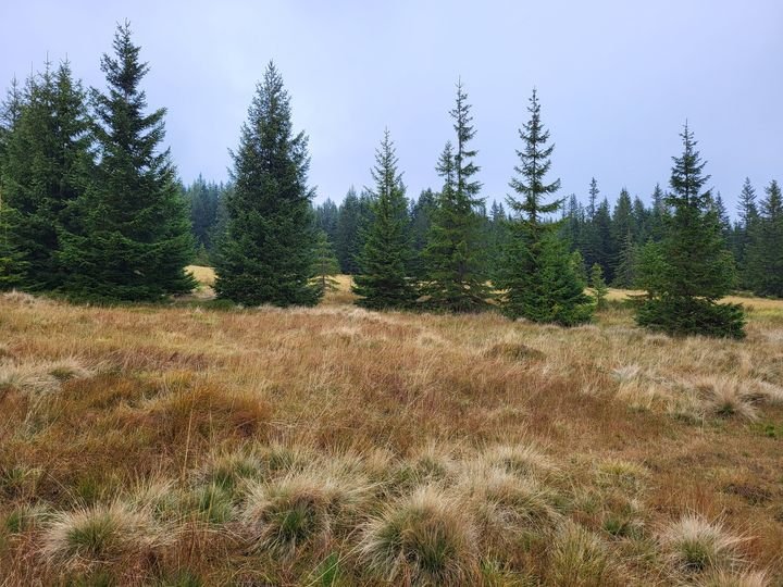 przyrodnicy-ratuja-polane-128391