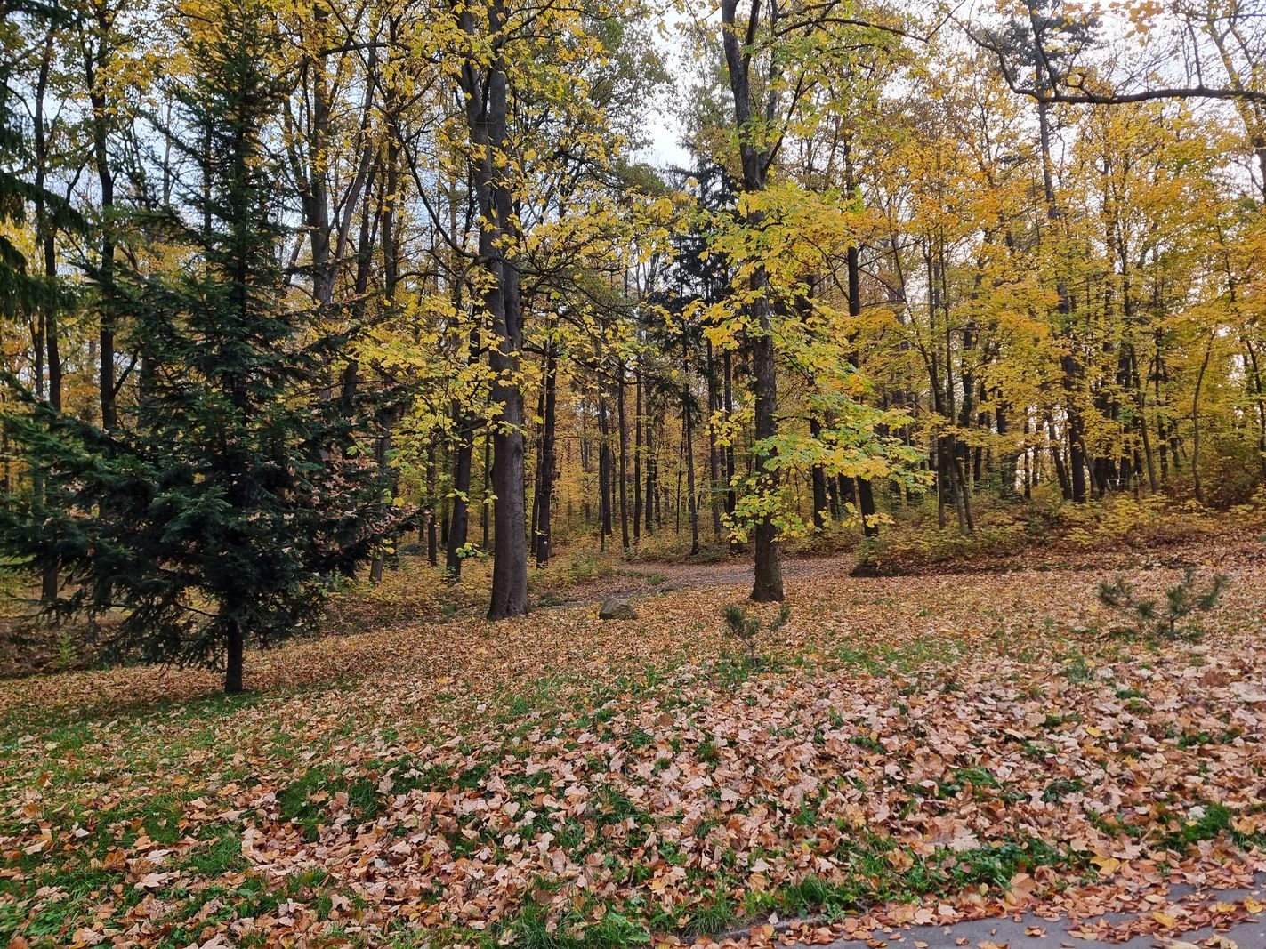 park-na-wzgorzu-kosciuszki-wypieknieje-128480