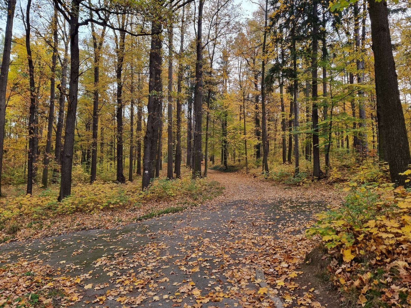 park-na-wzgorzu-kosciuszki-wypieknieje-128480