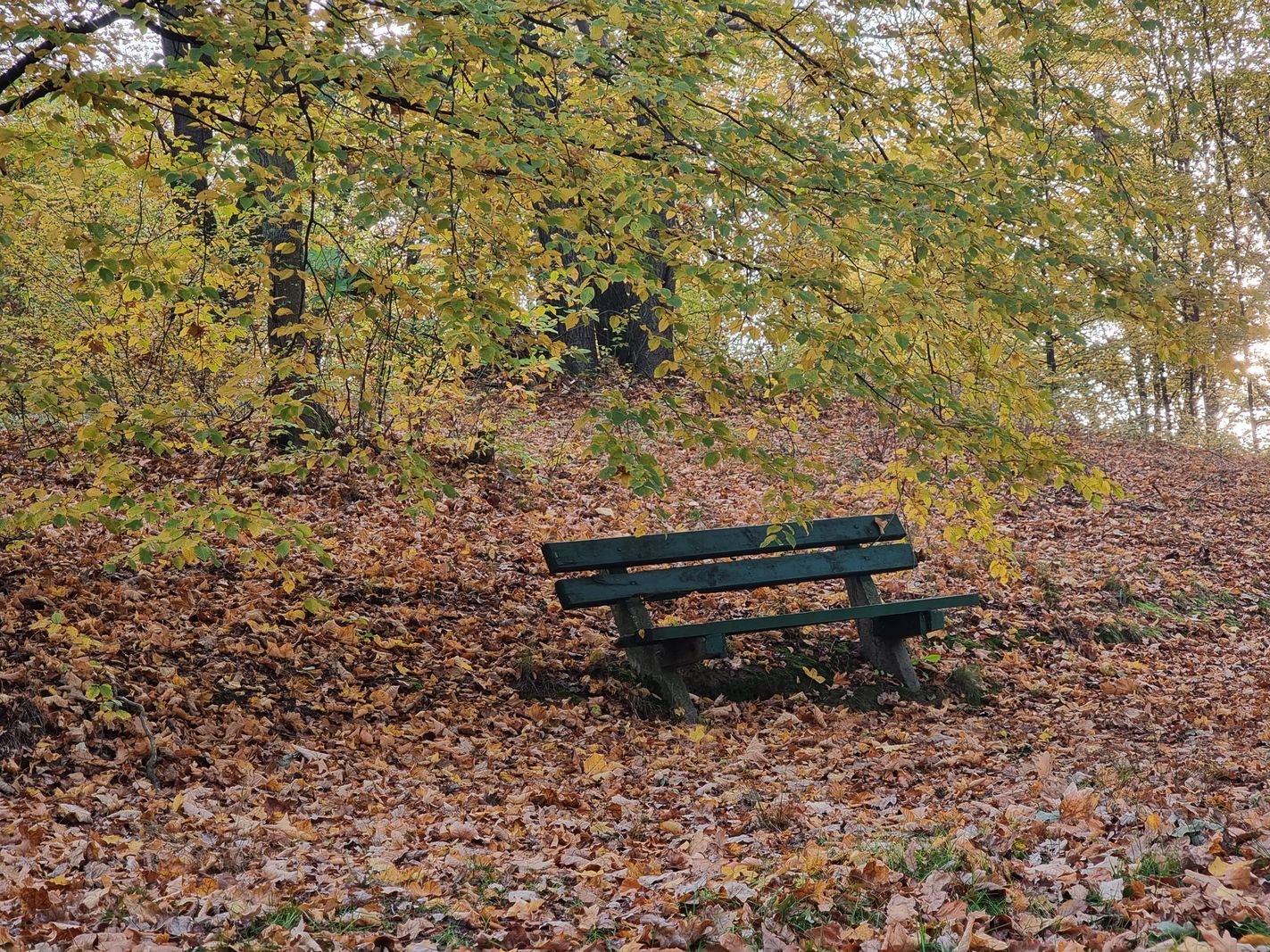 park-na-wzgorzu-kosciuszki-wypieknieje-128480