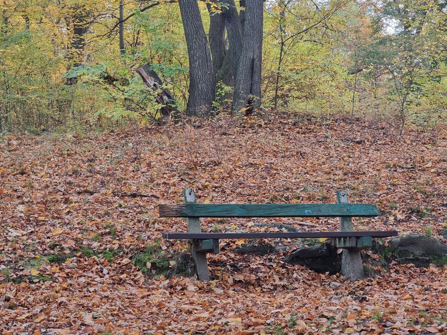 park-na-wzgorzu-kosciuszki-wypieknieje-128480