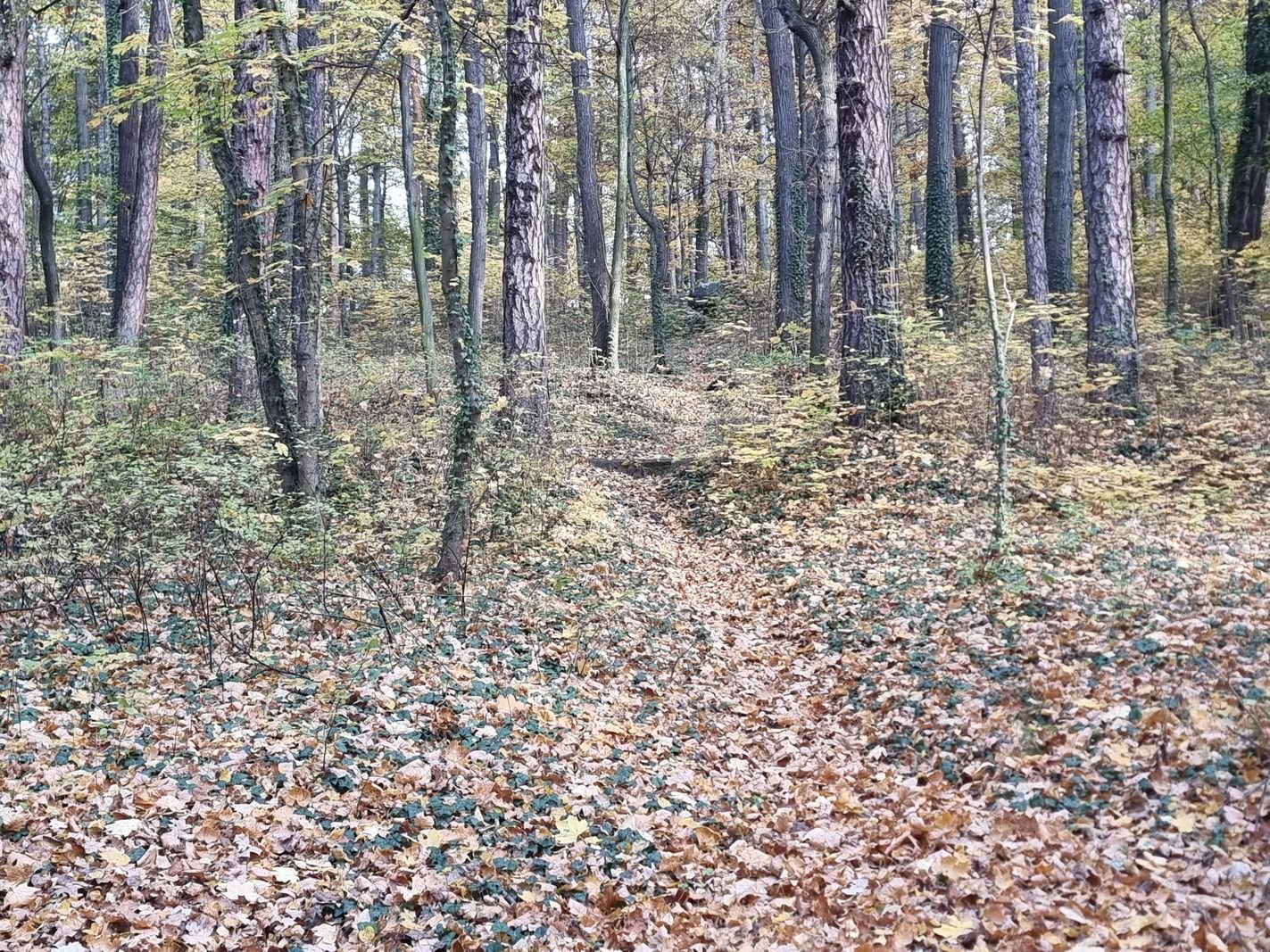 park-na-wzgorzu-kosciuszki-wypieknieje-128480