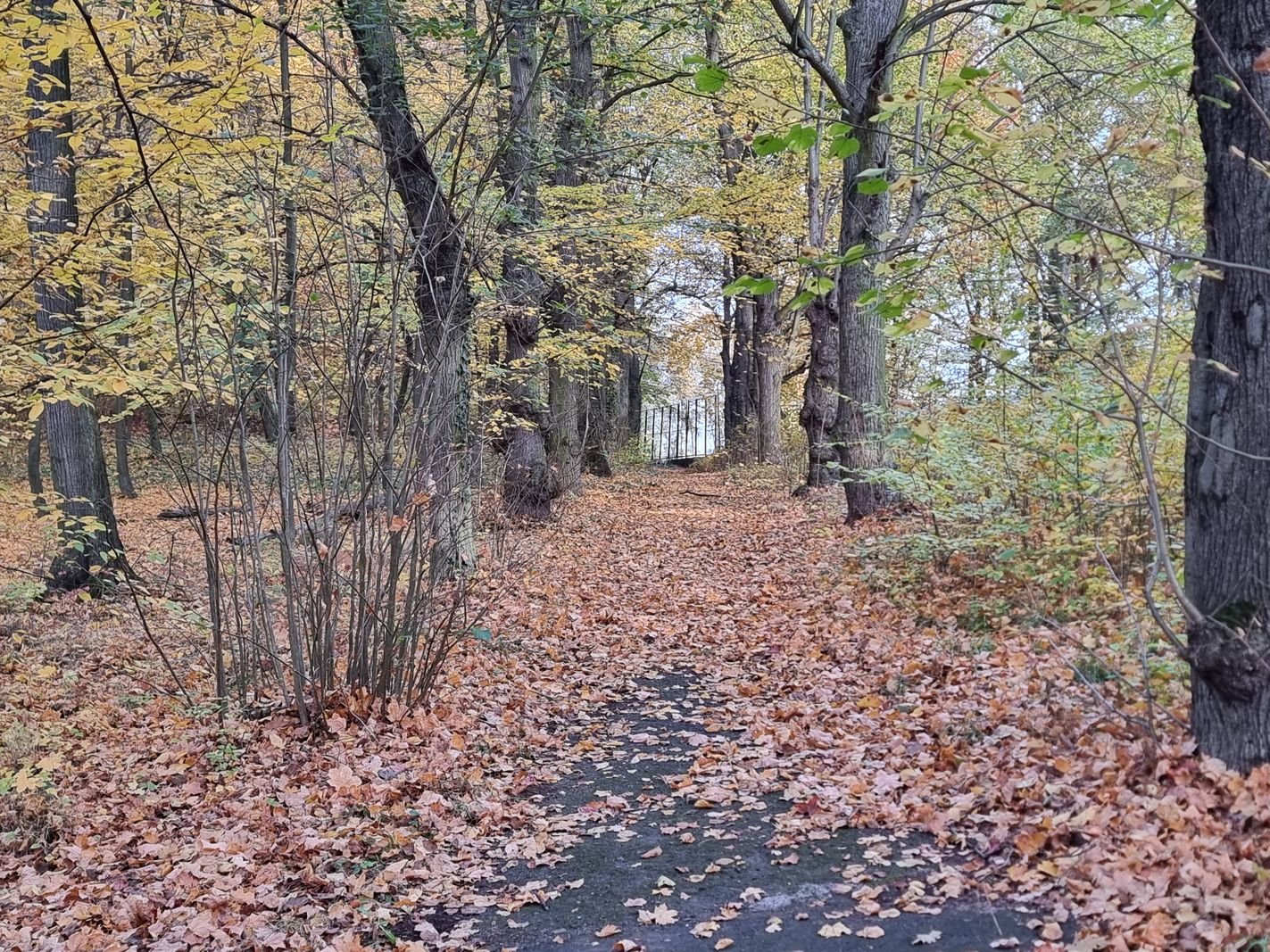 park-na-wzgorzu-kosciuszki-wypieknieje-128480