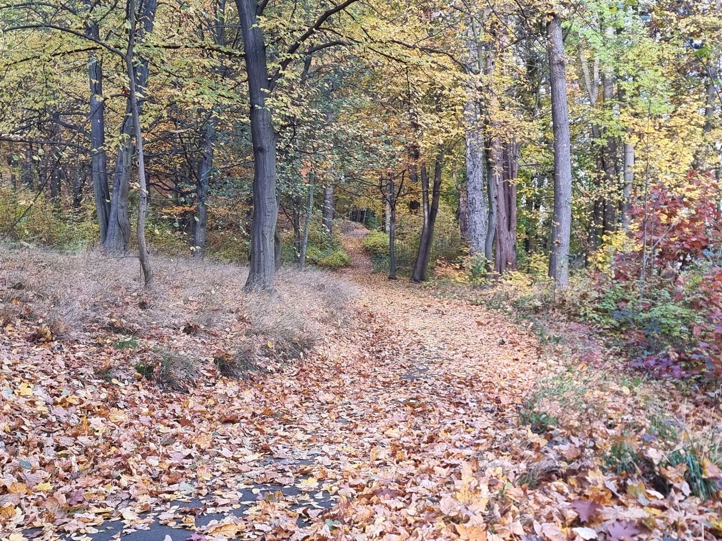 park-na-wzgorzu-kosciuszki-wypieknieje-128480
