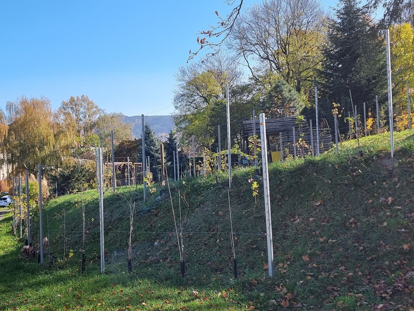 winnica-nie-boi-sie-zimna-128586