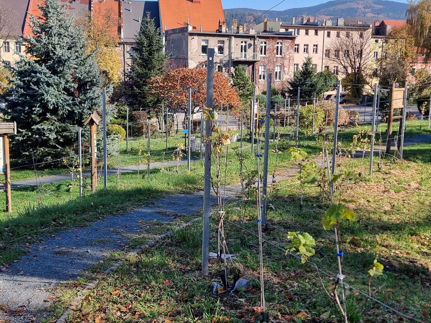 winnica-nie-boi-sie-zimna-128586