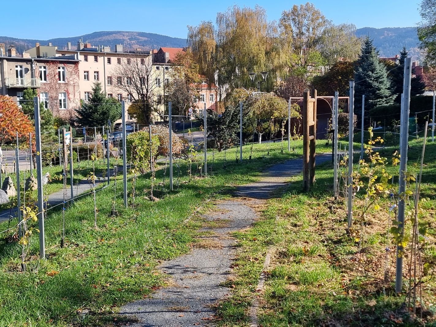 winnica-nie-boi-sie-zimna-128586