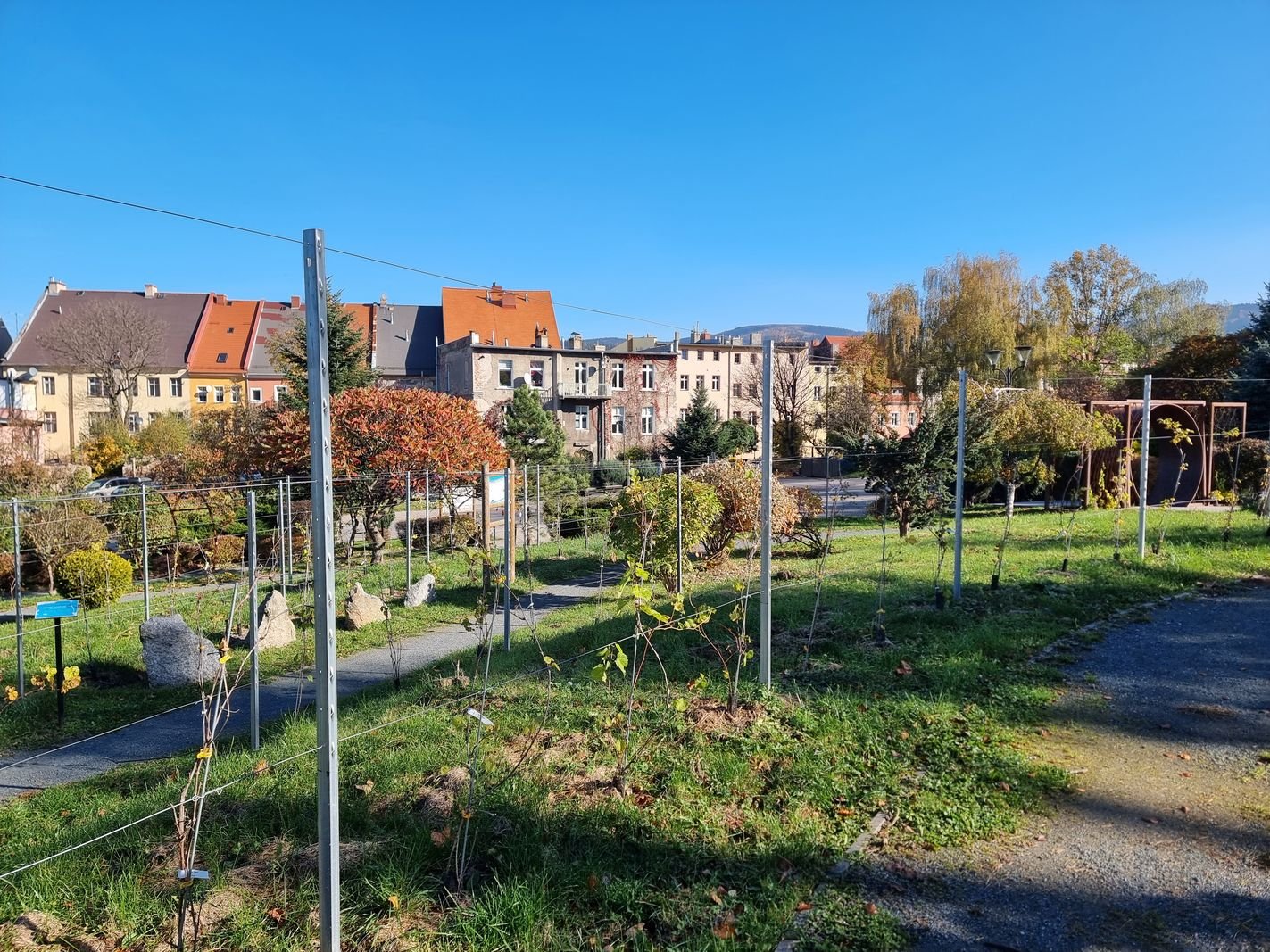 winnica-nie-boi-sie-zimna-128586