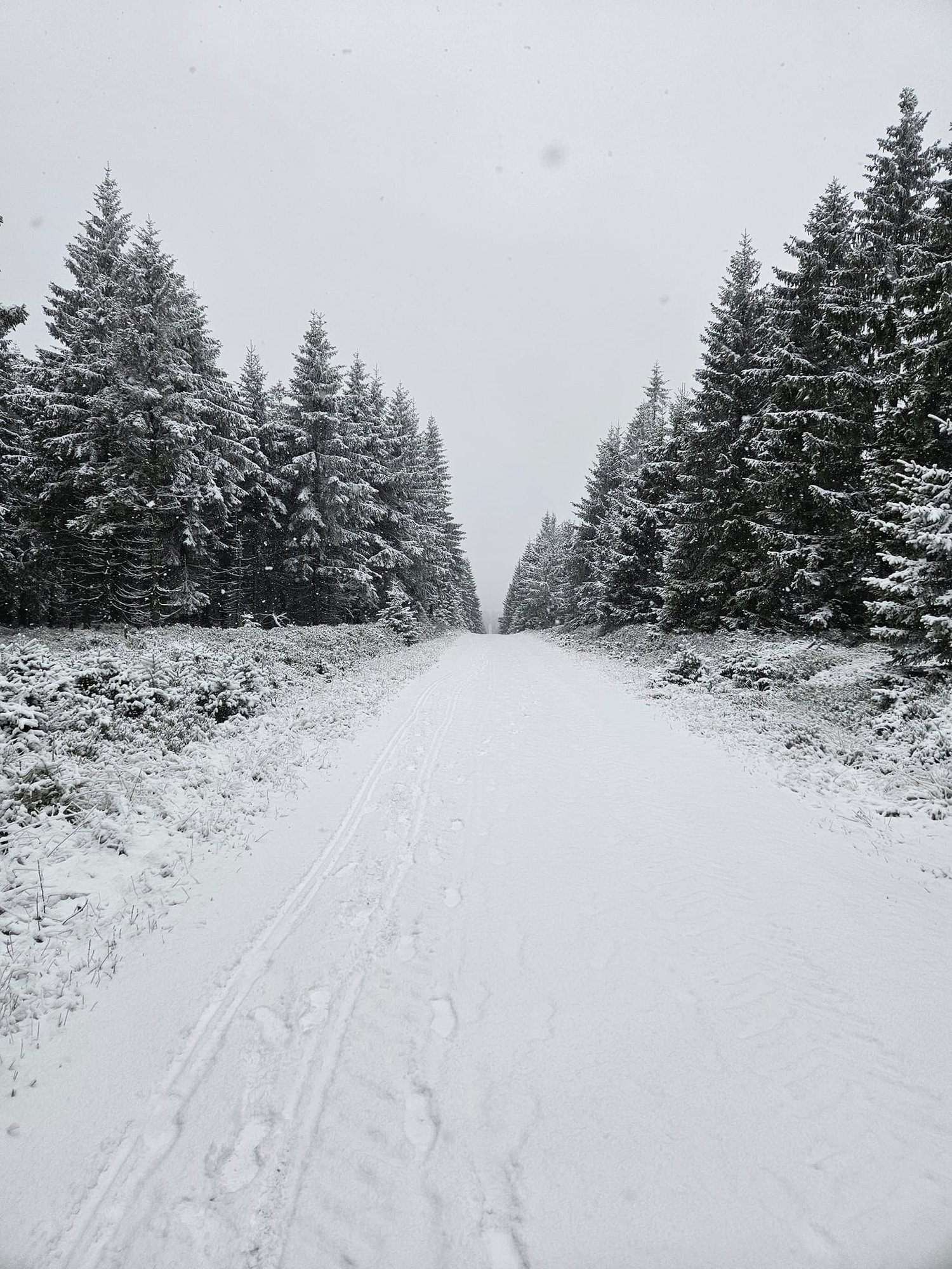 biay-puch-na-polanie-jakuszyckiej-129003