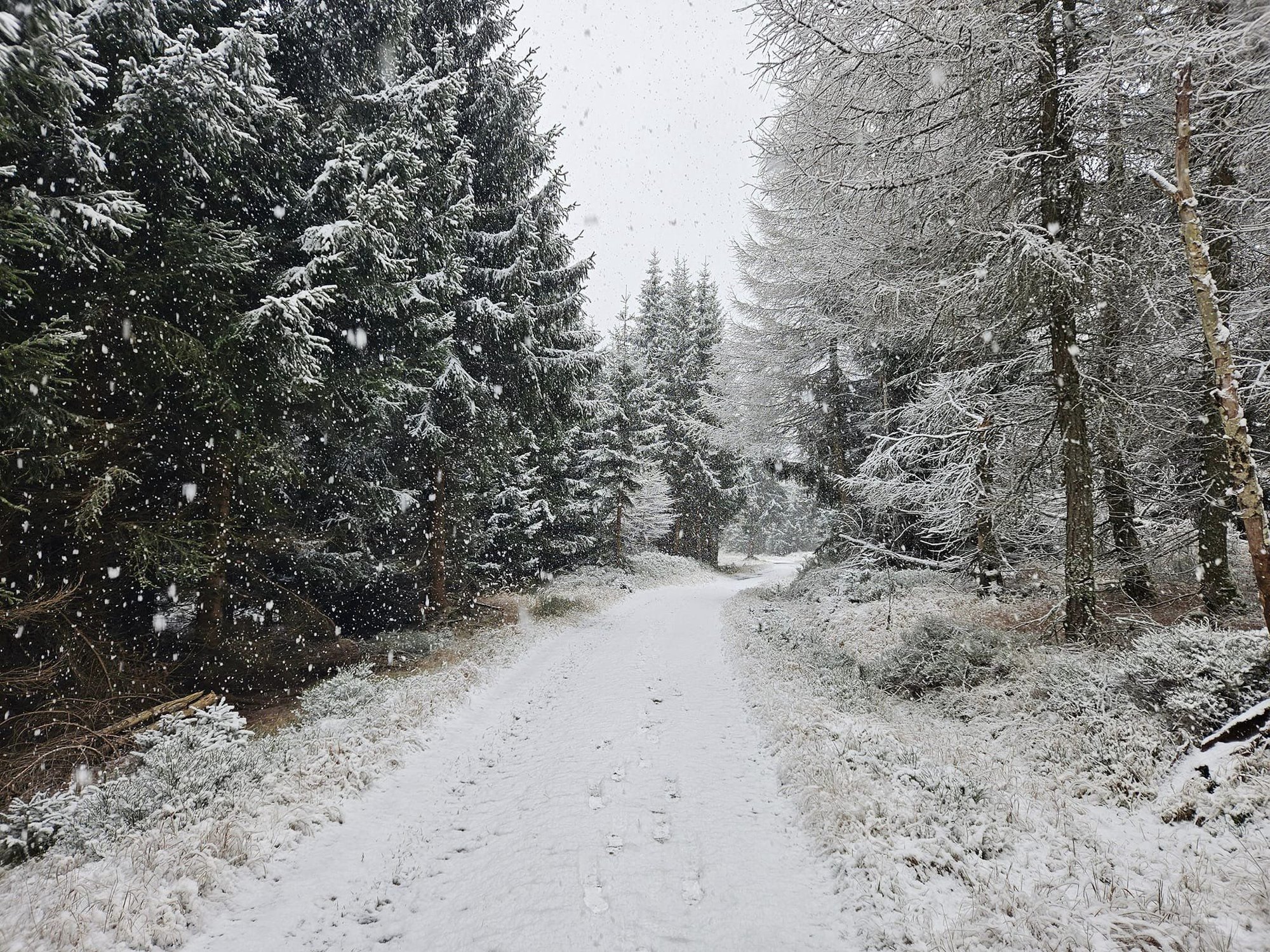 biay-puch-na-polanie-jakuszyckiej-129003