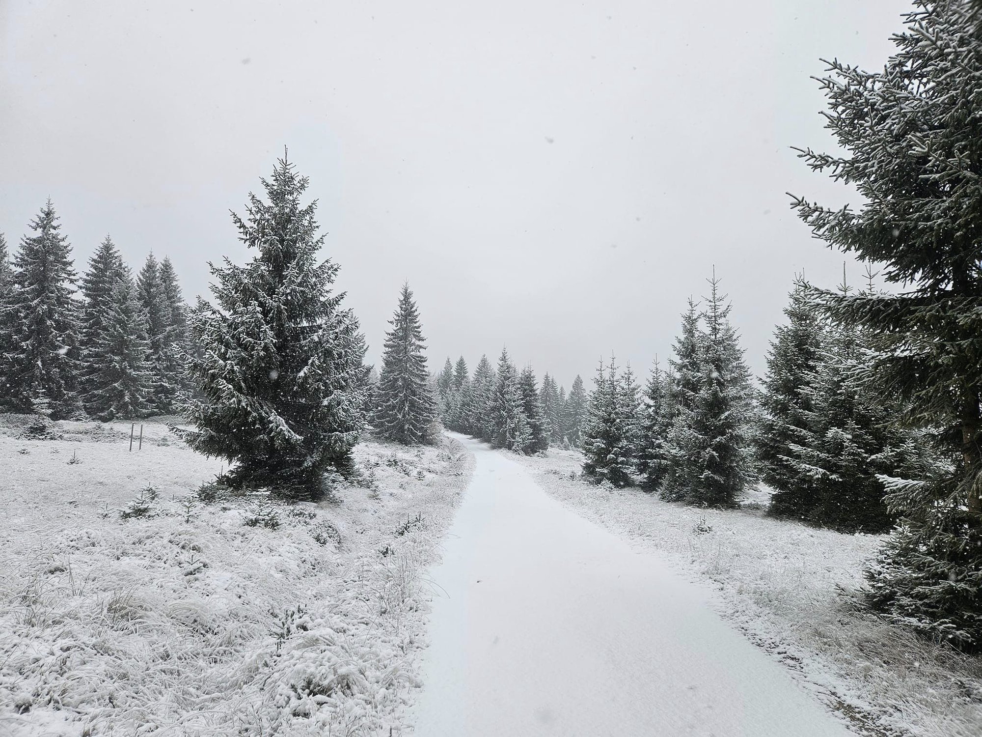 biay-puch-na-polanie-jakuszyckiej-129003