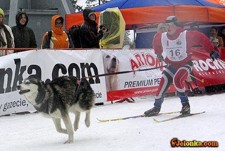 psy-pociagna-narciarzy-12919