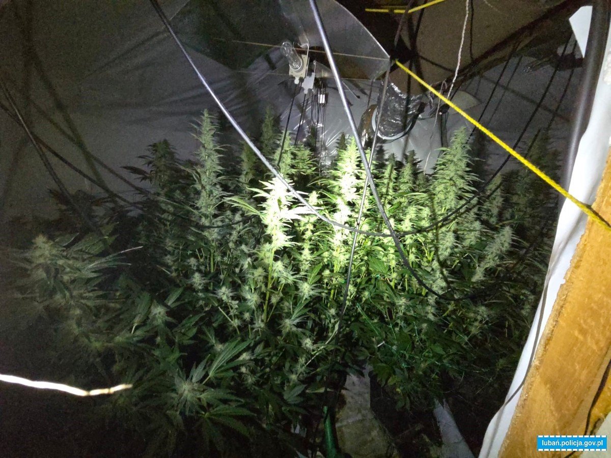plantacja-marychy-na-babcinym-strychu-130652