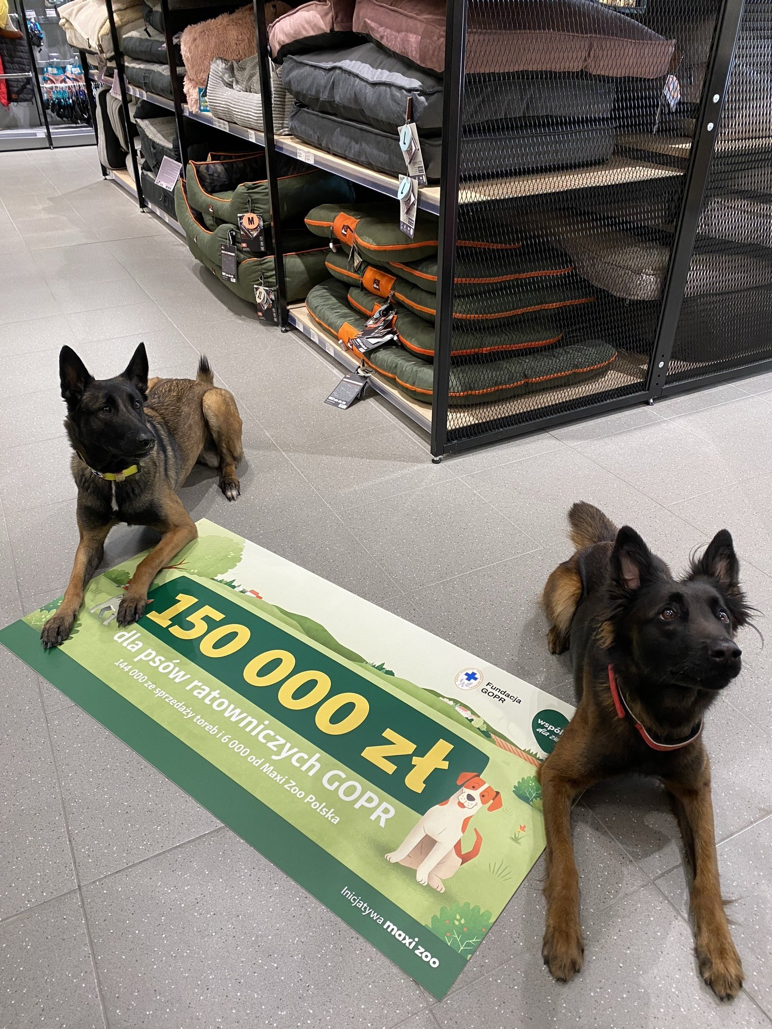 przyjazn-aczy-wspolnie-dla-zwierzat-klienci-maxi-zoo-przekazali-blisko-milion-zotych-na-wsparcie-psow-ratowniczych-gopr-130983