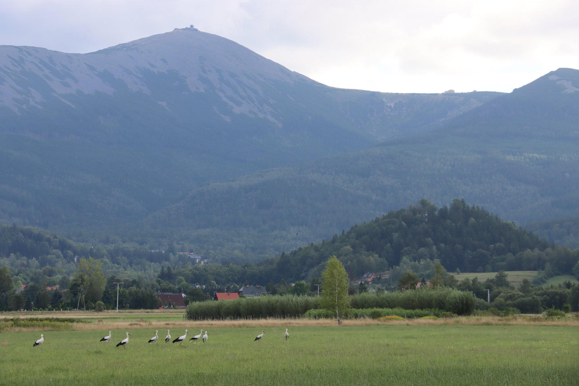 Bociany u stóp Karkonoszy. Fot. Dorota Szypicyn