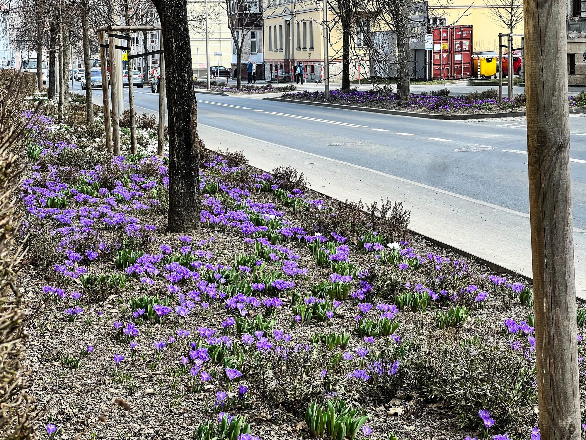 jelenia-gora-kwitnie-na-wiosne-131646