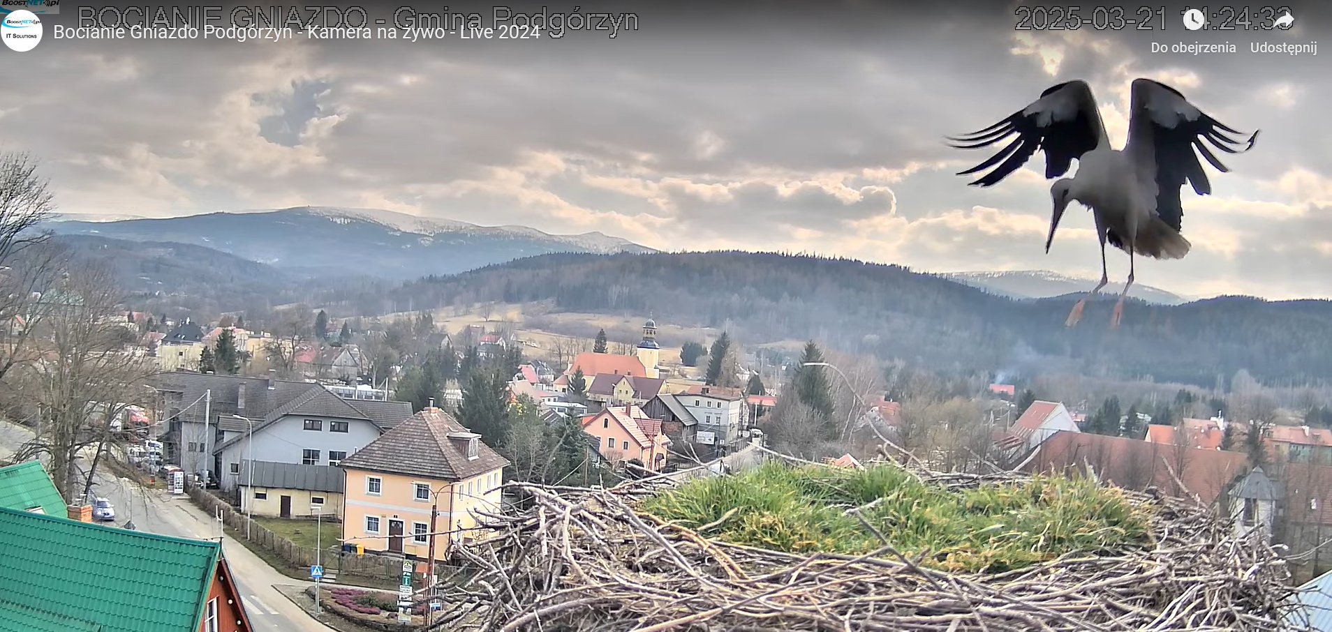 bociek-z-podgorzyna-powroci-w-pierwszy-dzien-wiosny-131733