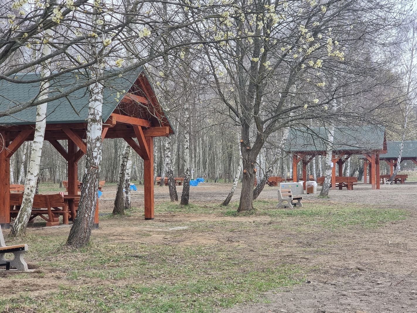 brzozowy-zakatek-juz-gotowy-132010