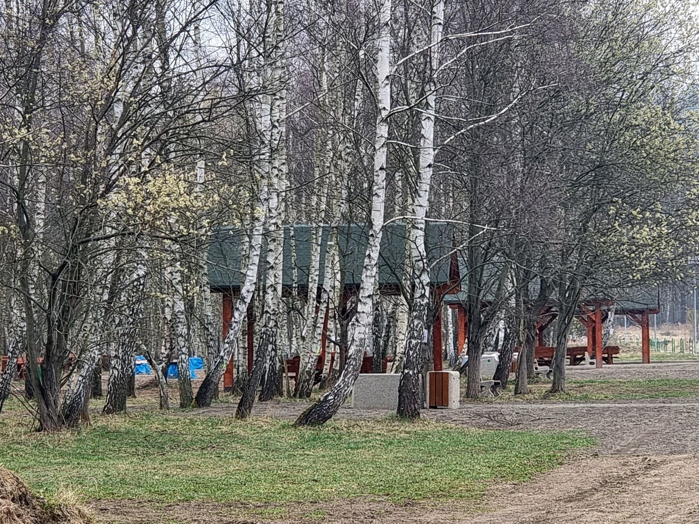 brzozowy-zakatek-juz-gotowy-132010