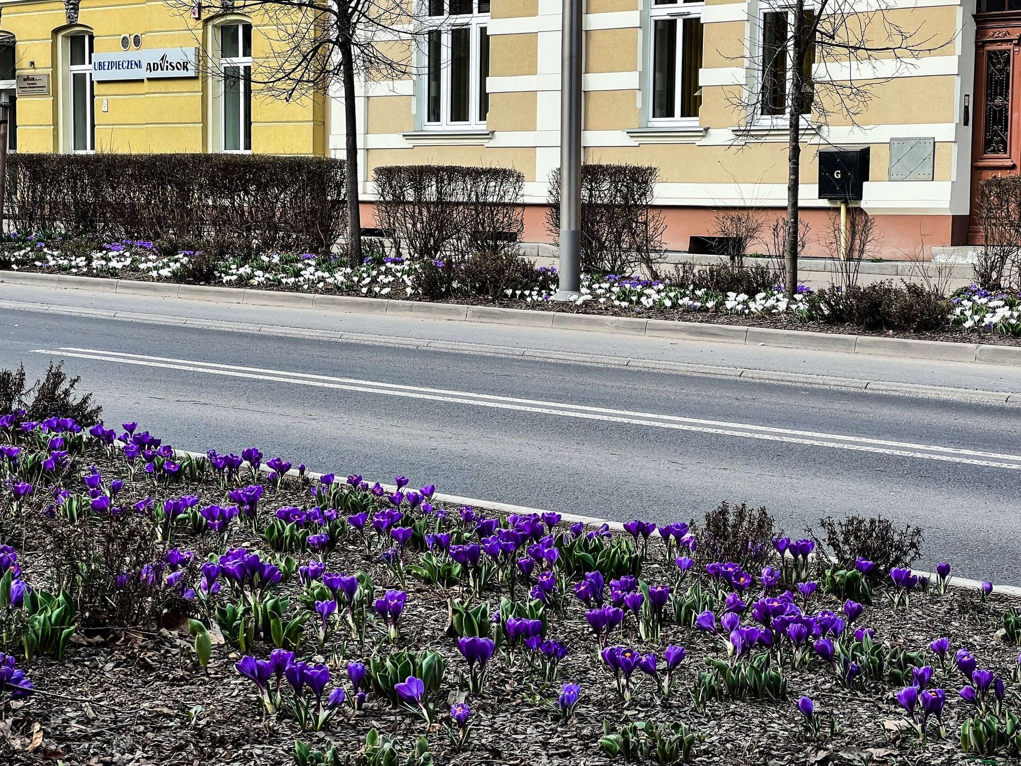 wiosenne-kwiaty-w-parkach-i-ulicach-132031