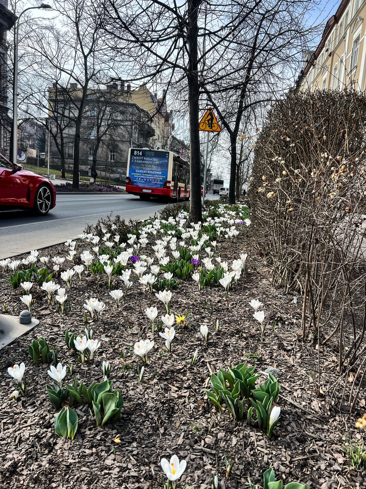 wiosenne-kwiaty-w-parkach-i-ulicach-132031
