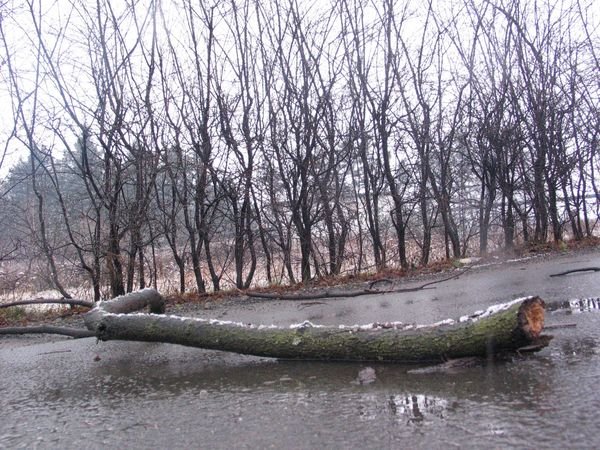 wichura-zaszalaa-i-przywiaa-zime-13250