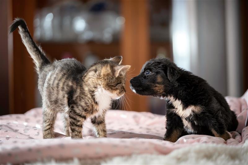 maxi-zoo-uruchamia-program-dla-kociakow-i-szczeniakow-little-friends-i-nowe-strefy-w-sklepach-132721
