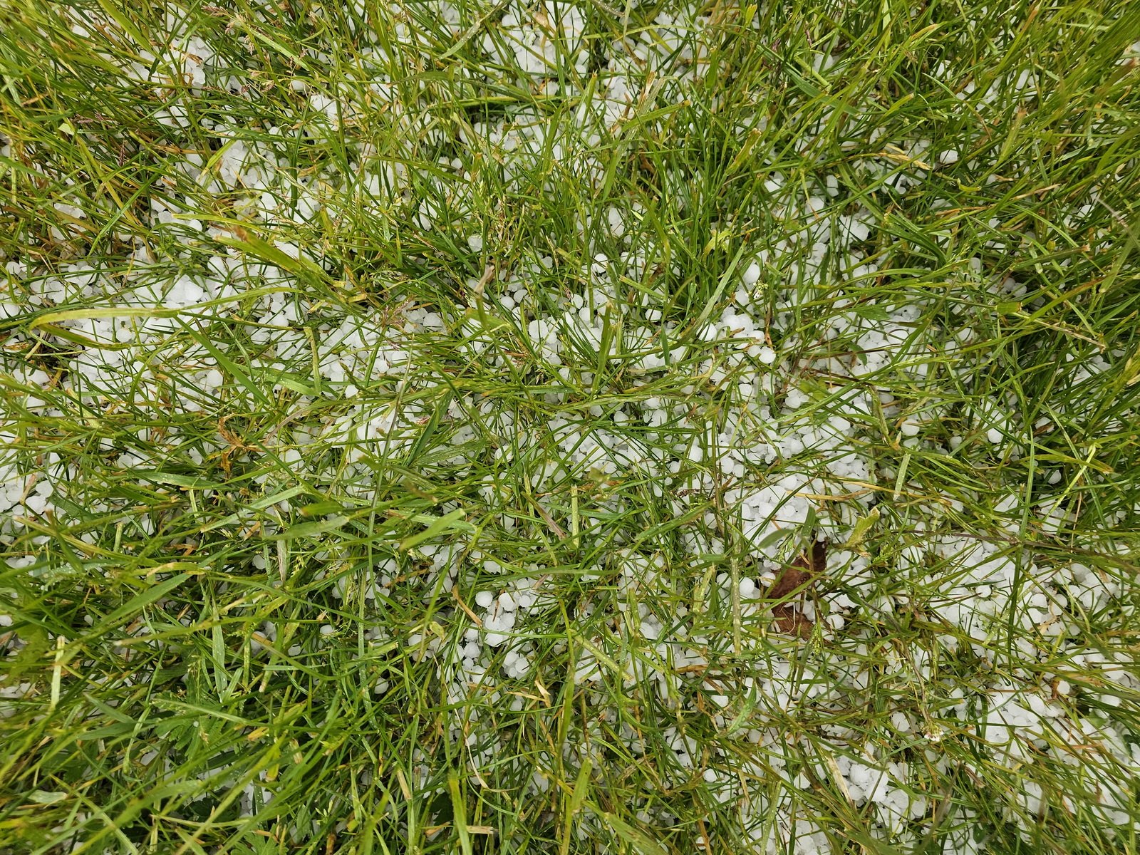 nage-gradobicie-w-jeleniej-gorze-majowa-pogoda-zaskakuje-mieszkancow-133057