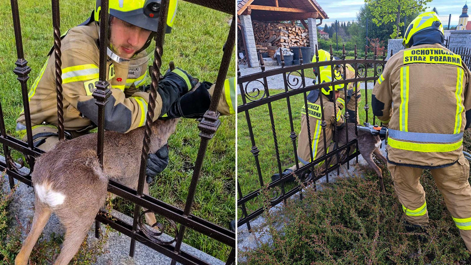 Zdjęcie z akcji pokazuje moment ratowania jelonka — pełne skupienie, ostrożność i troska o życie każdej istoty.