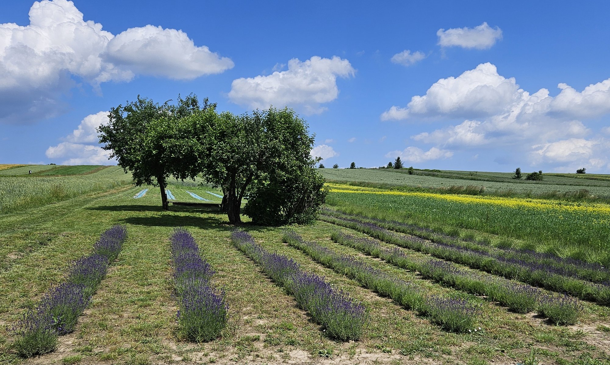 lawendowe-roztocze-133251