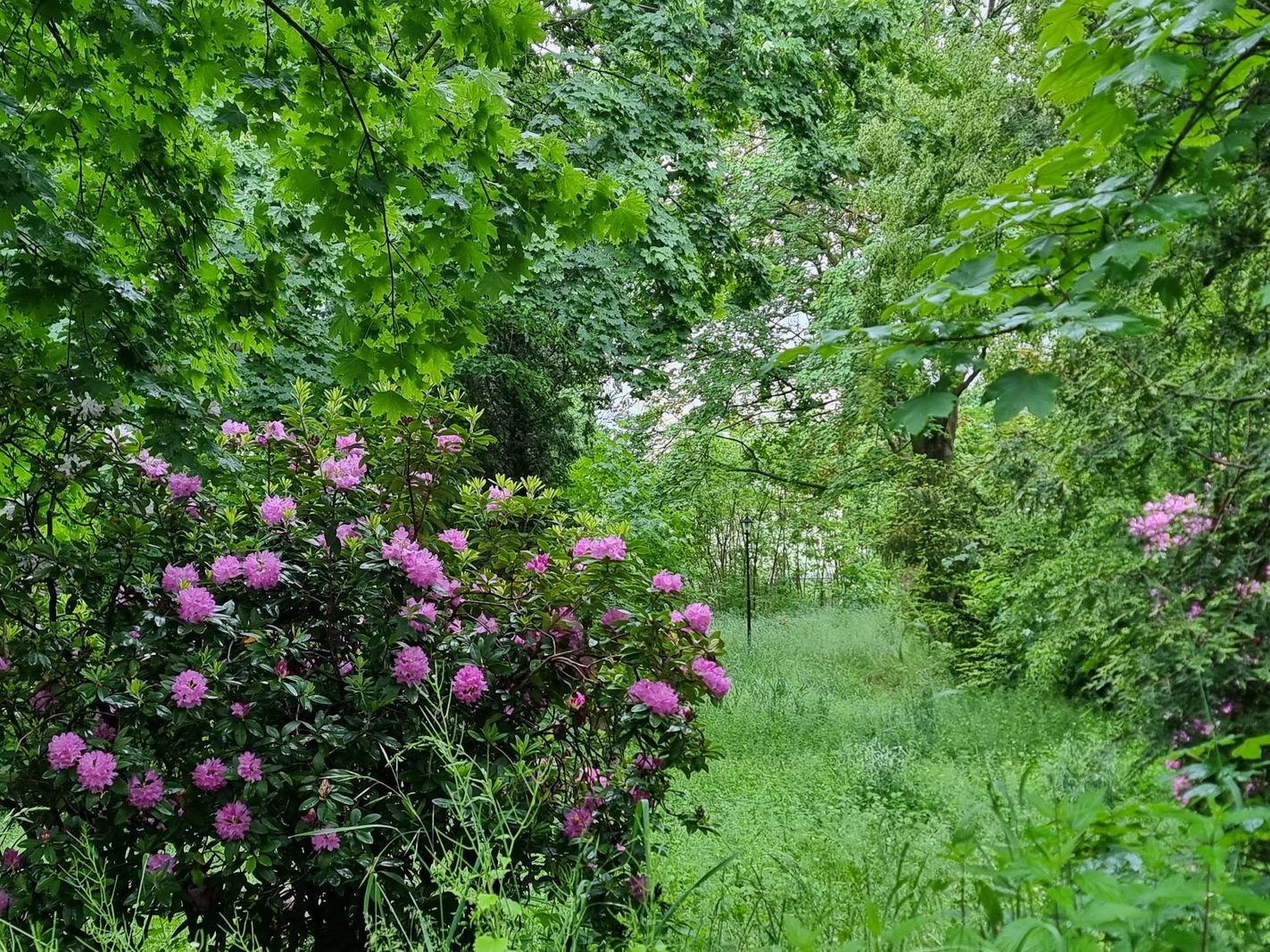 park-przy-zameczku-doczeka-sie-rewitalizacji-133474