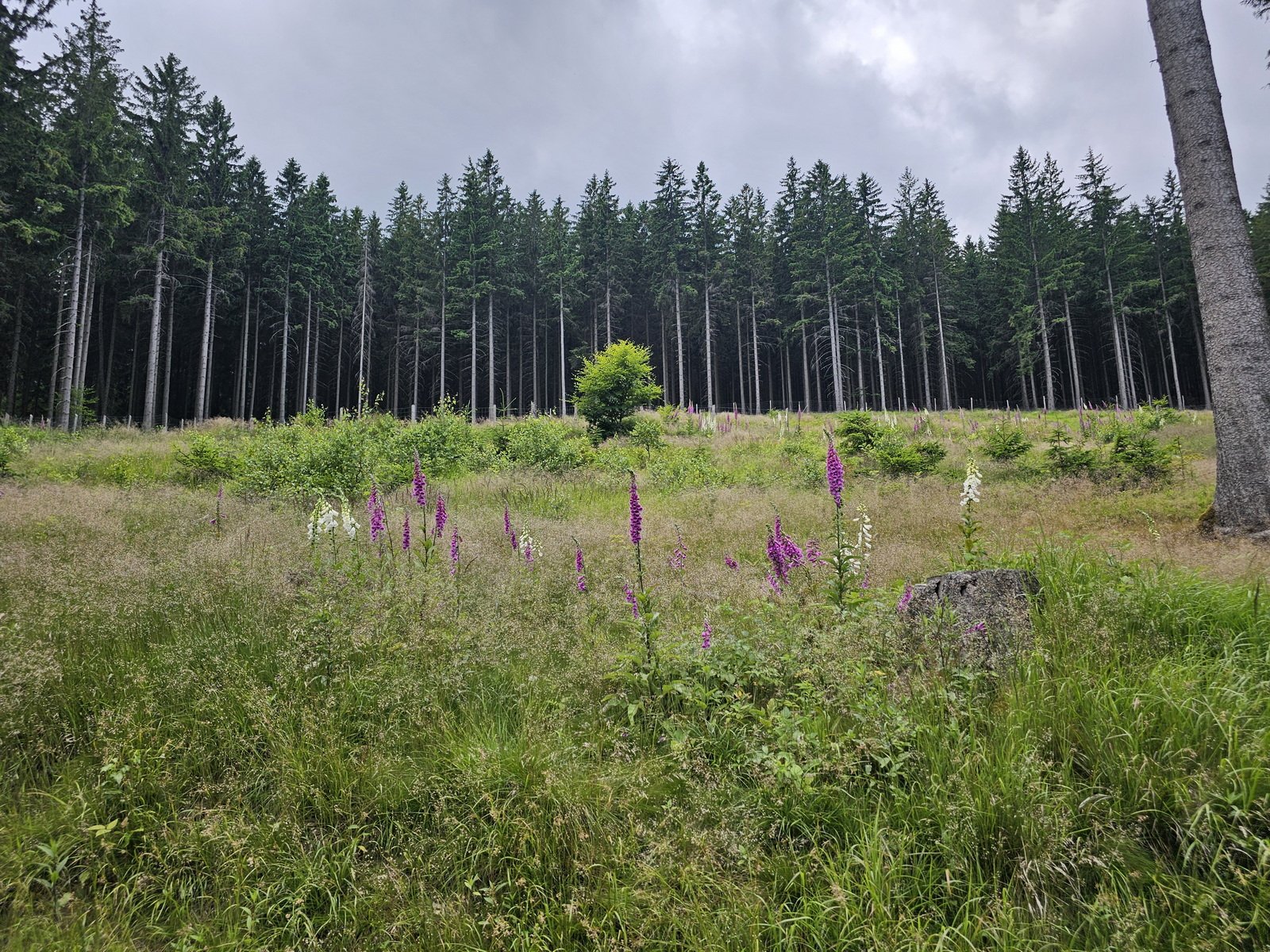 wspolna-modlitwa-ponad-granicami-pielgrzymka-z-karpacza-i-kowar-do-maej-upy-134024