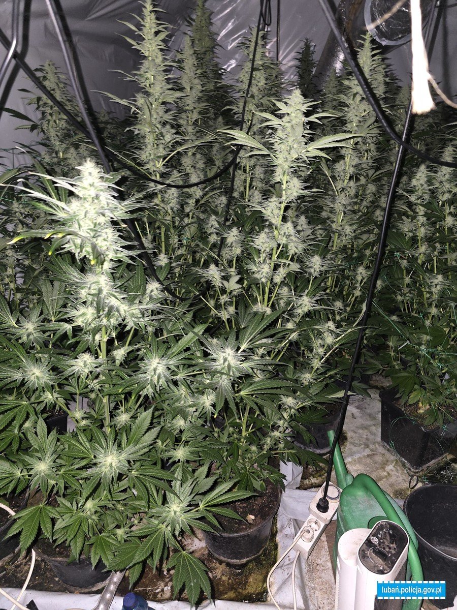 zamiast-ogrodka-sad-i-marihuana-134307