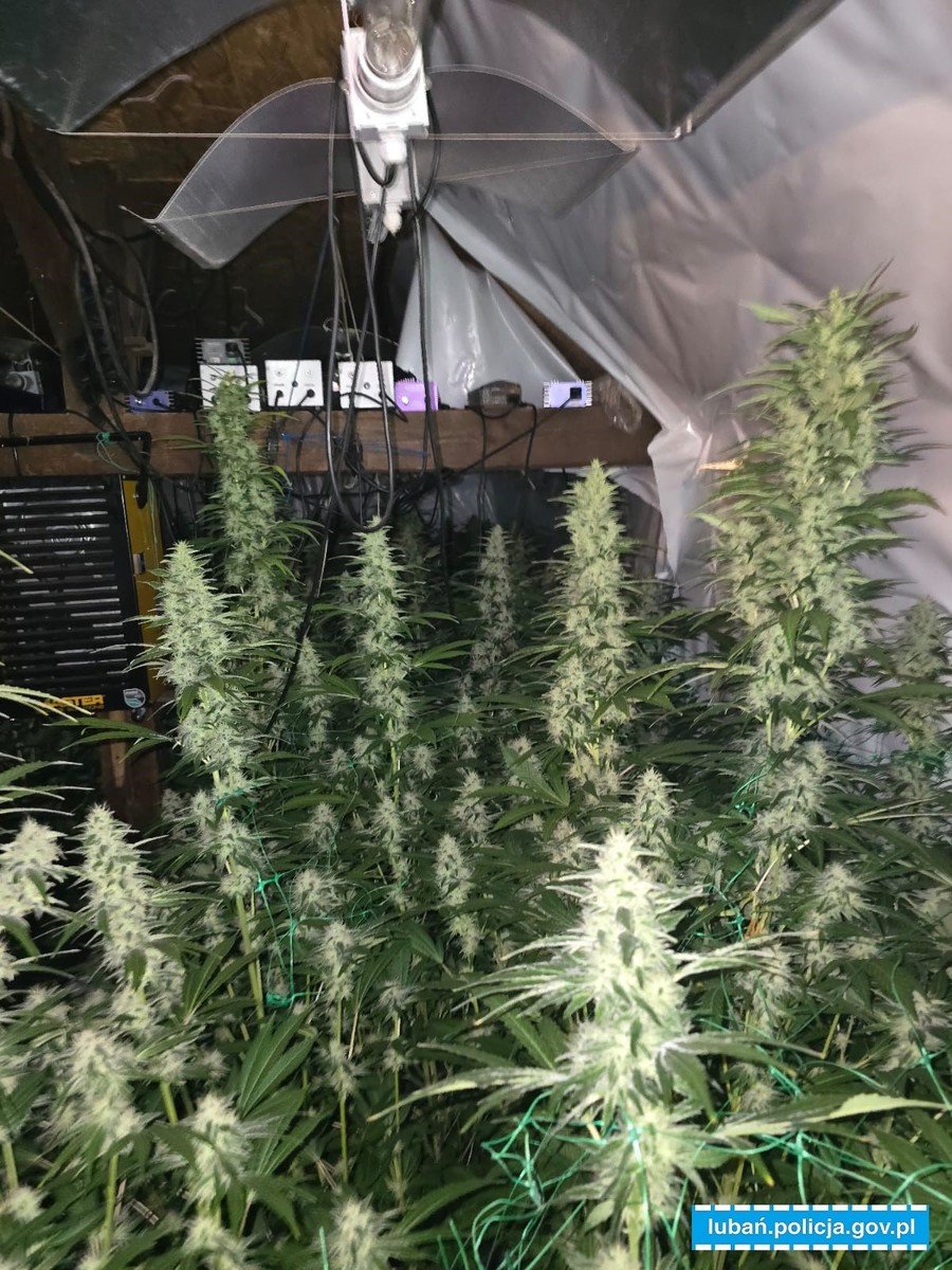 zamiast-ogrodka-sad-i-marihuana-134307