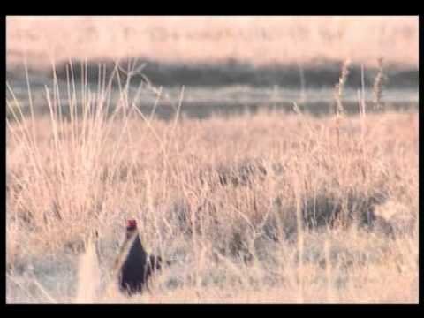 lesnicy-ratuja-torfowiska-i-cietrzewie-134542