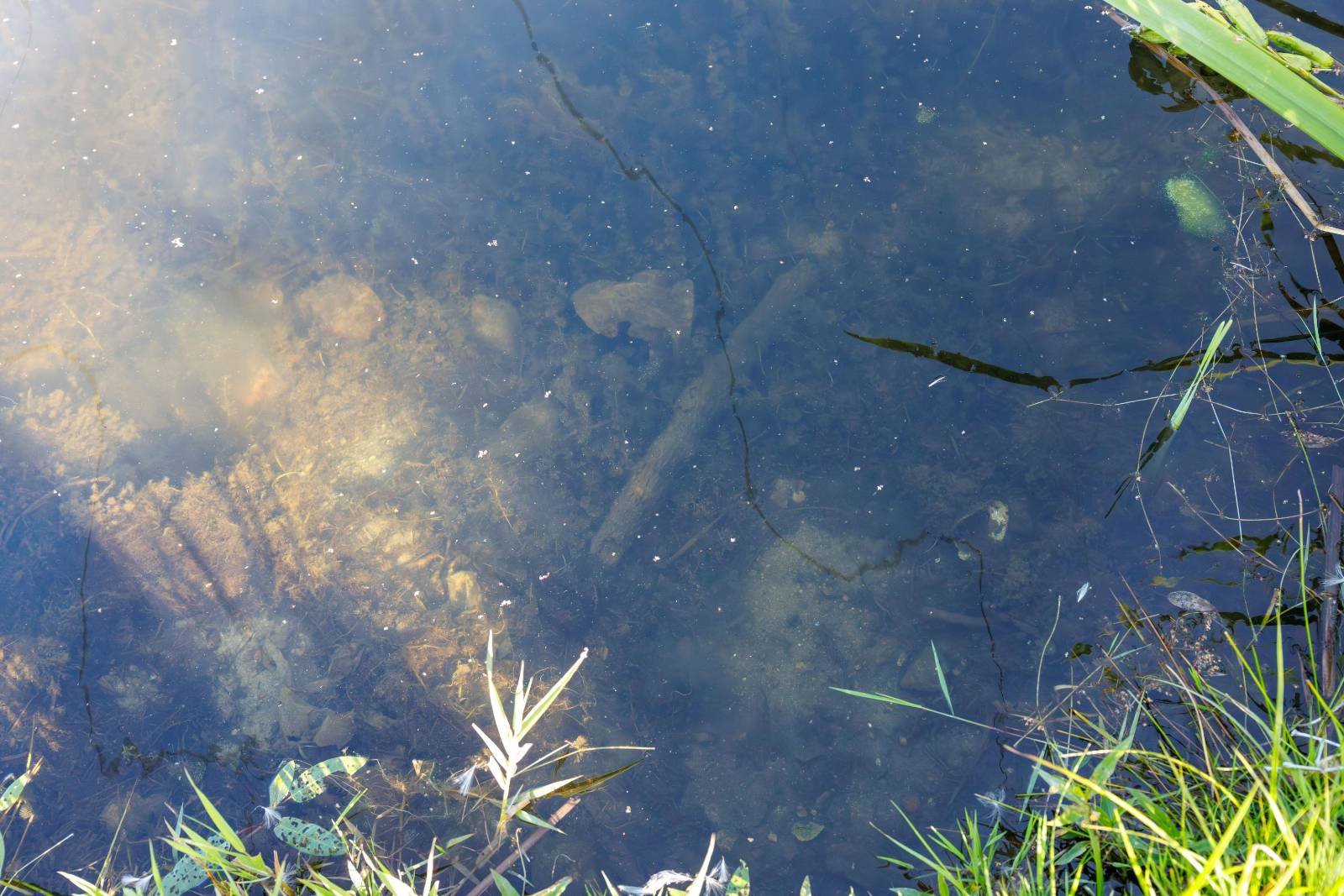 spawikowcy-zjada-nad-balaton-w-jeleniej-gorze-134790