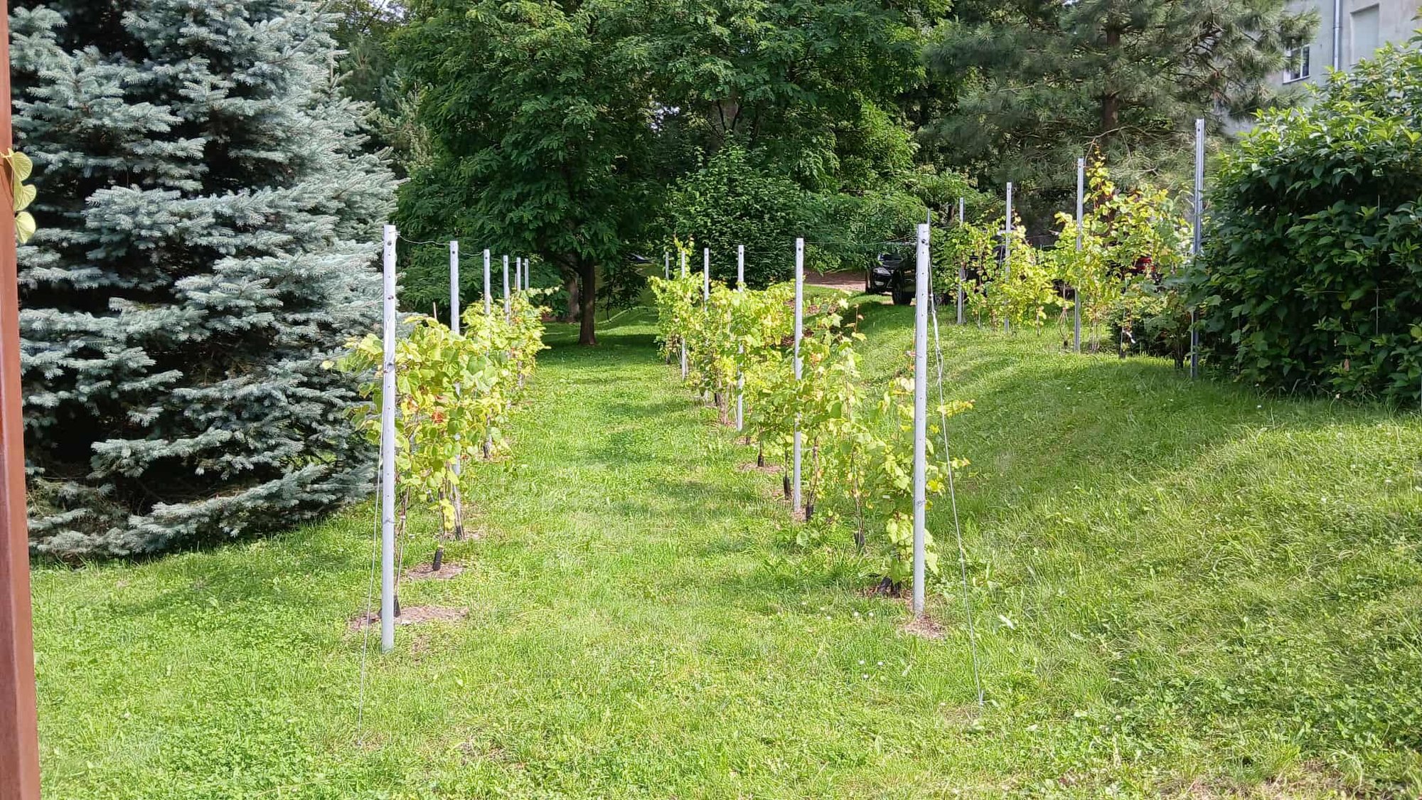 winnica-rosnie-w-oczach-134813