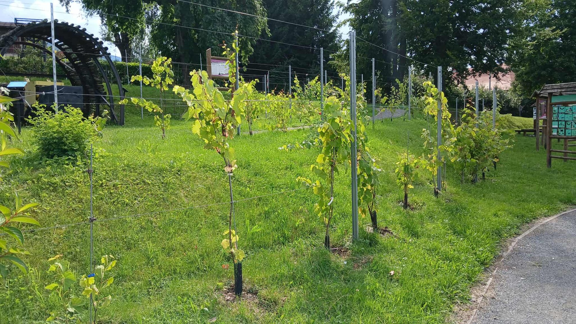 winnica-rosnie-w-oczach-134813