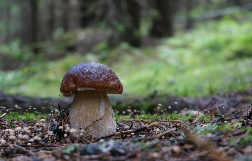Zdjęcie ilustracyjne, pixabay.com
